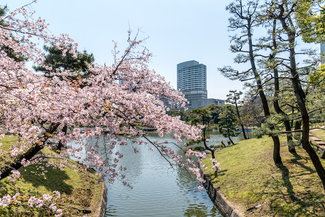 Cherry blossom in Tokyo