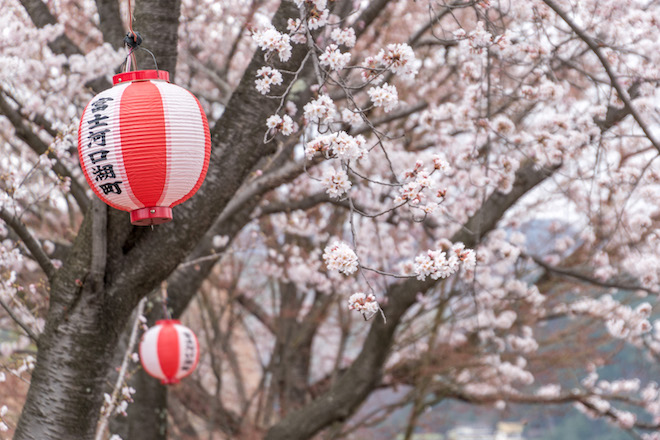 Cherry blossom at the Five Fuji Lakes