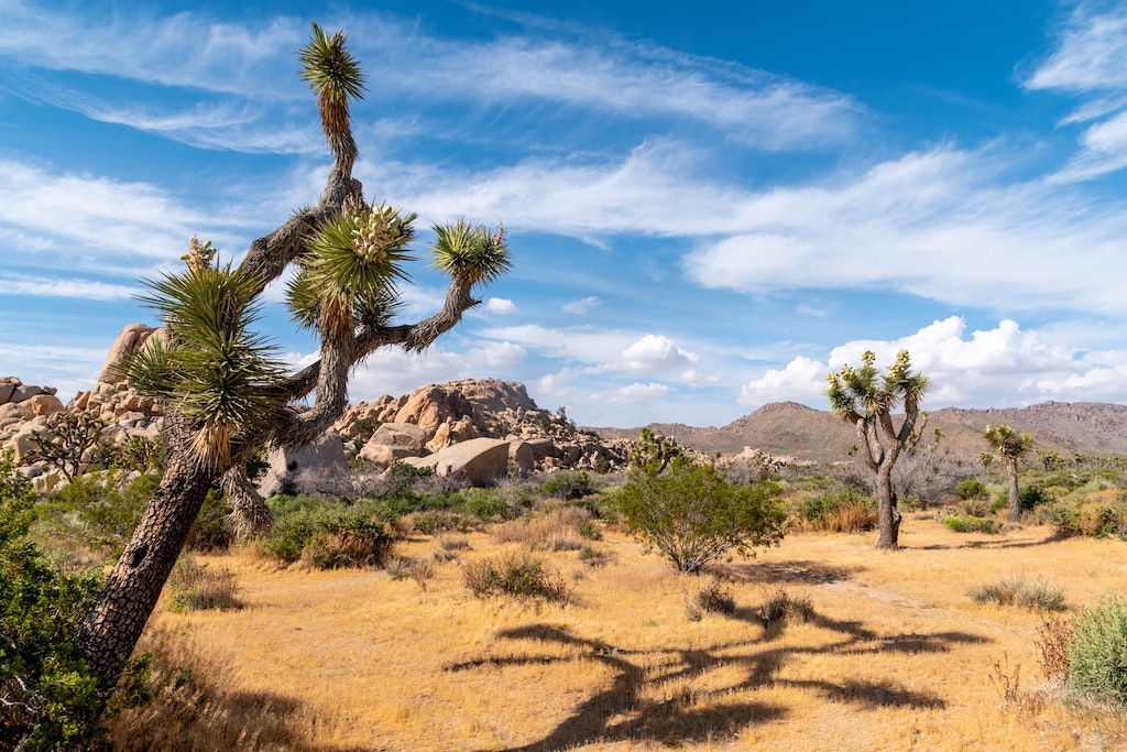 Joshua Tree National Park USA Photo collection