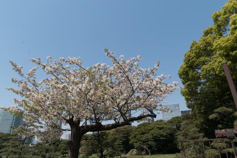 Hamarikyu Gardens