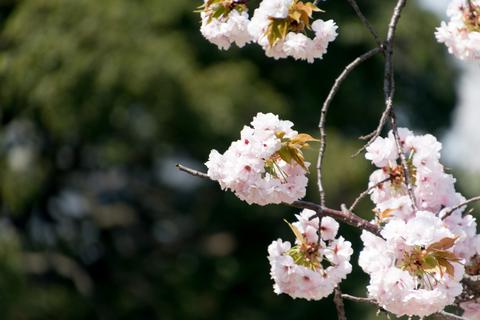 Hamarikyu Gardens