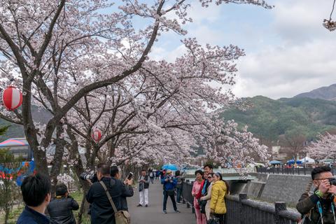 Five Fuji Lakes