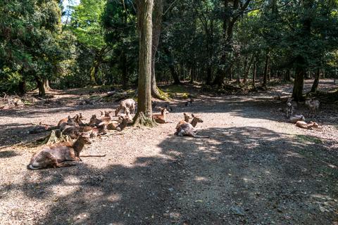 Nara is famous for the friendly deer walking around the whole city'