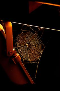 A spider web